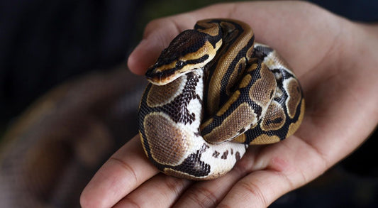 Ball Pythons