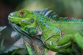 Iguanas