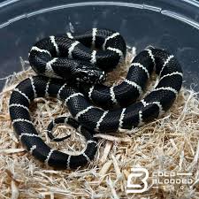 King Snake