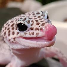 Leopard Geckos