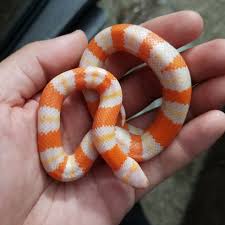 Milk Snakes