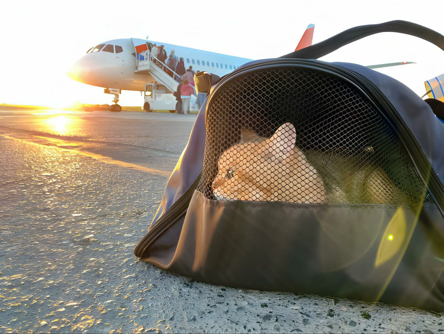 Moving pets to Dubai