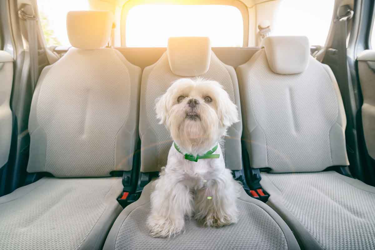 Pet transportation Dubai