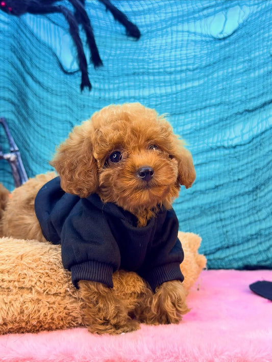 Toy Poodle