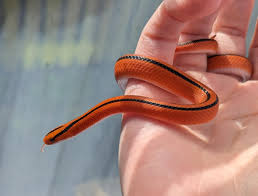Rat Snakes