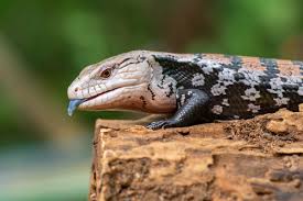 Skinks