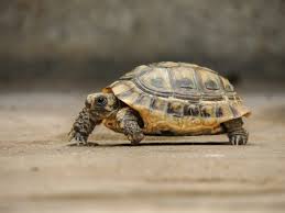 Tortoises