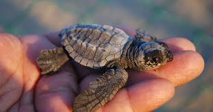 Turtles