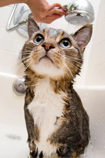 shower for cats and dogs