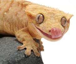 Crested Geckos