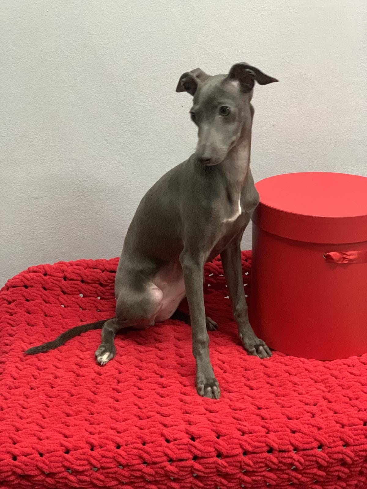 Italian Greyhound ( Hunter ) REF#127789