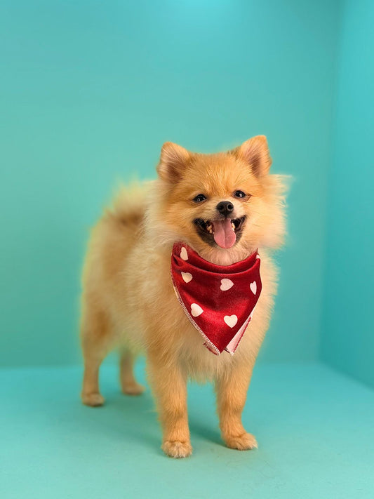 Pomeranian